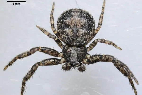 16157 utah tarantula spider lifespan