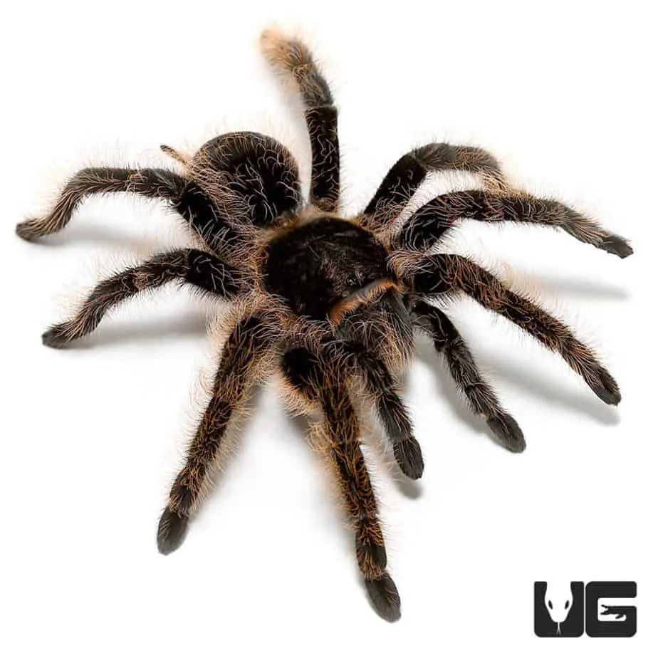 16158 curly hair tarantula overview