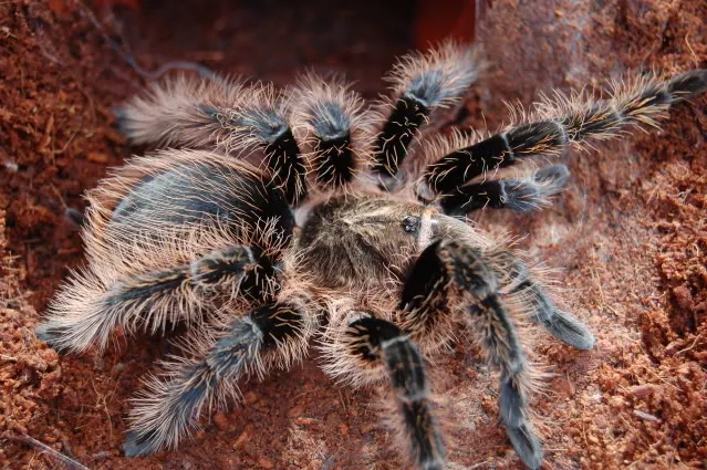 /img/16158-tarantula-health.webp
