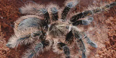 /img/16158-tarantula-health.webp