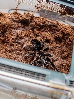 16158 tarantula molting