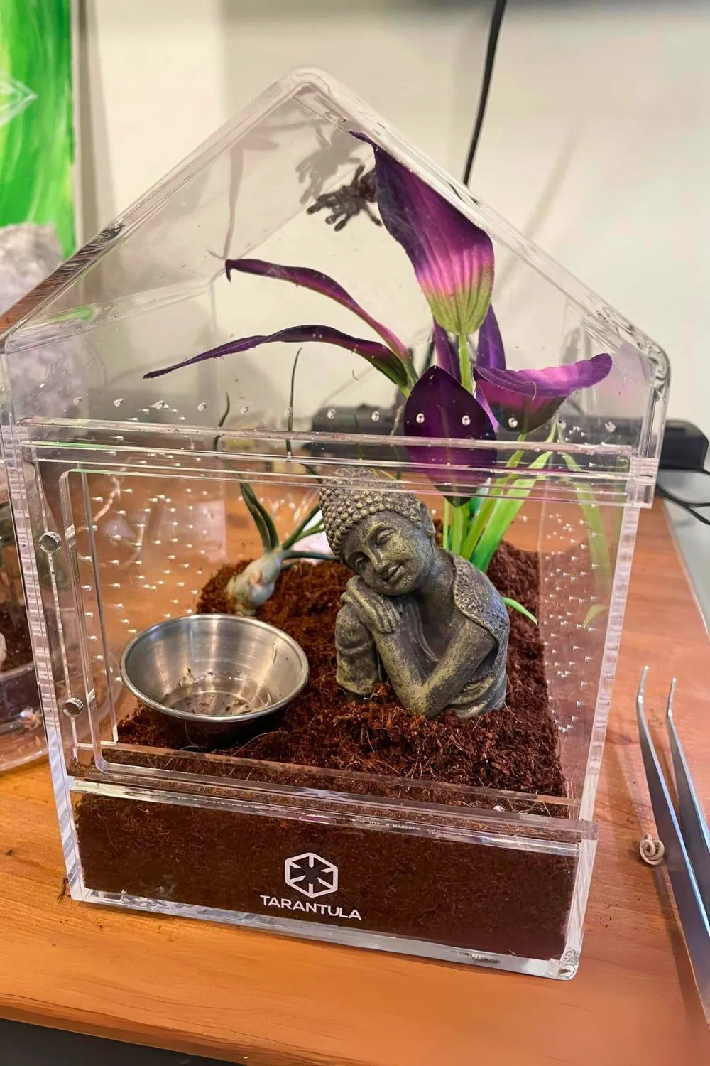 16161 tarantula hide options