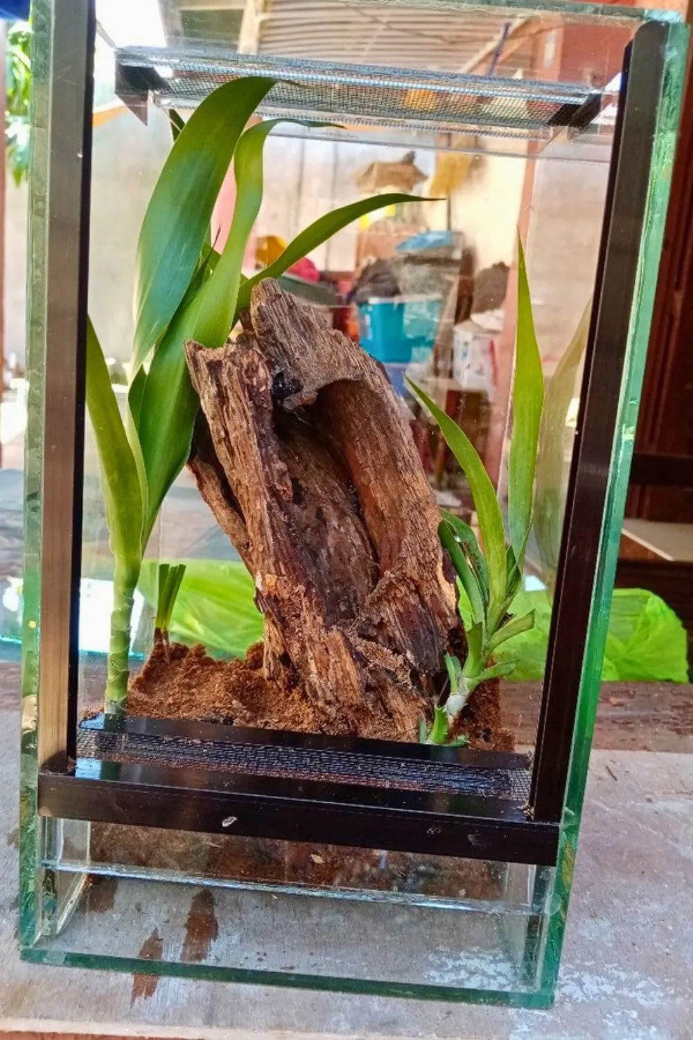 16161 tarantula substrate options