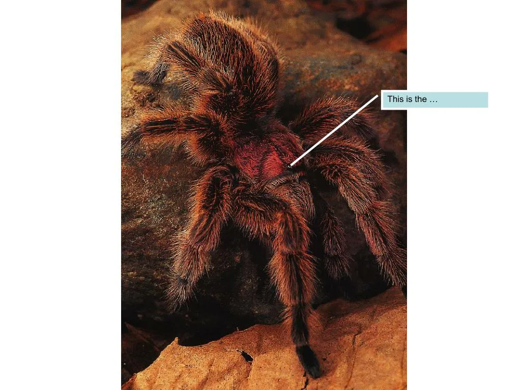 16164 tarantula enclosure