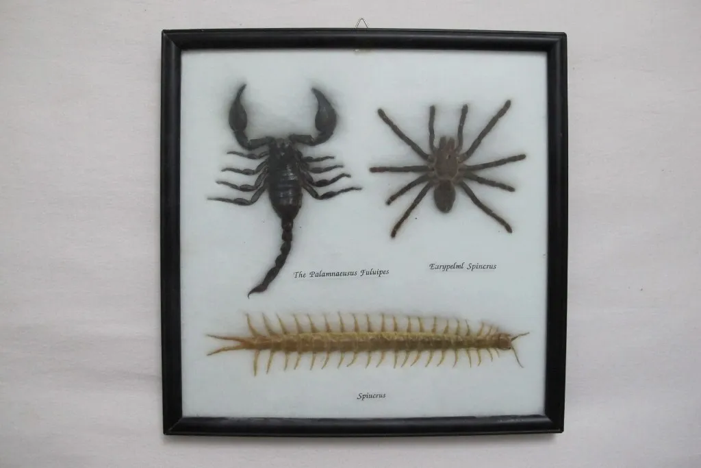 16165 centipede bite