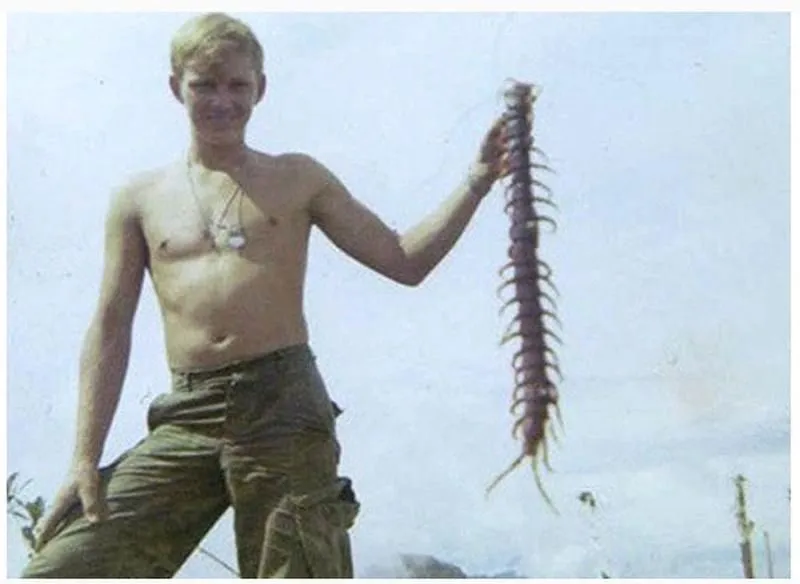 16165 centipede close up