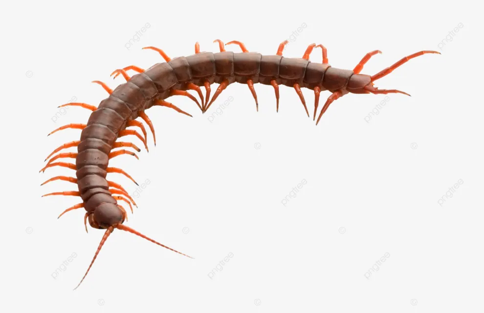 16165 tarantula habitat