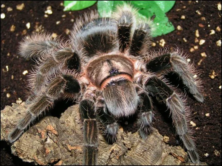 16166 curly hair tarantula burrowing