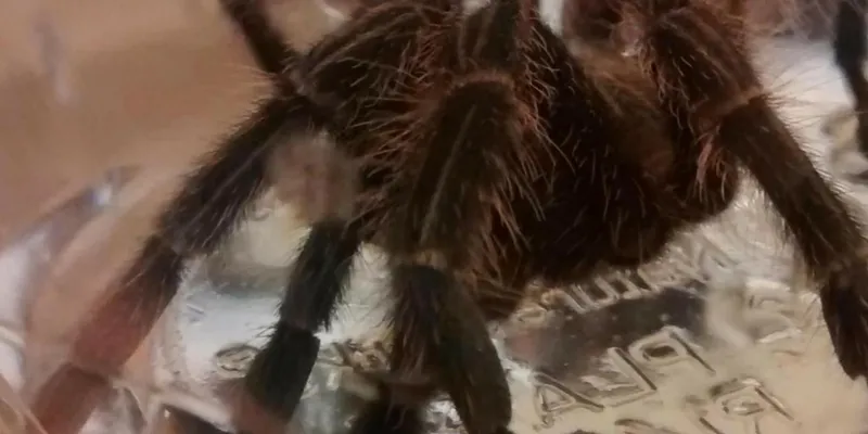 16167 tarantula feeding