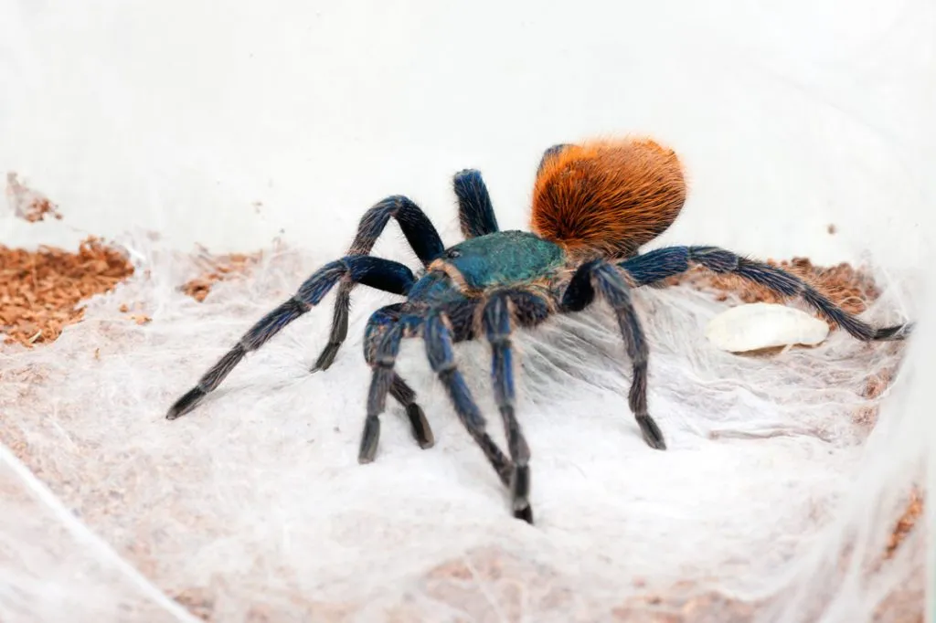 16167 tarantula molting