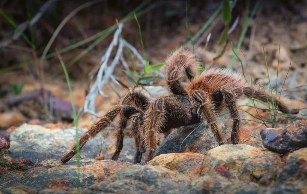 16167 tarantula species