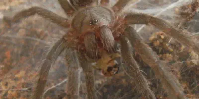/img/16168-tarantula-spiderling-healthy.webp