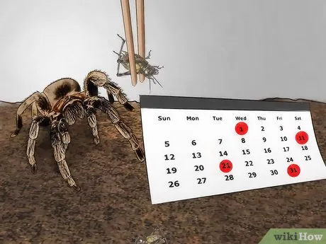 16168 tarantula spiderling water