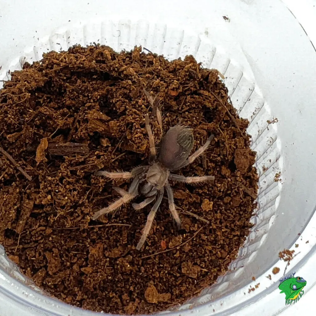 16169 mexican blood leg tarantula feeding