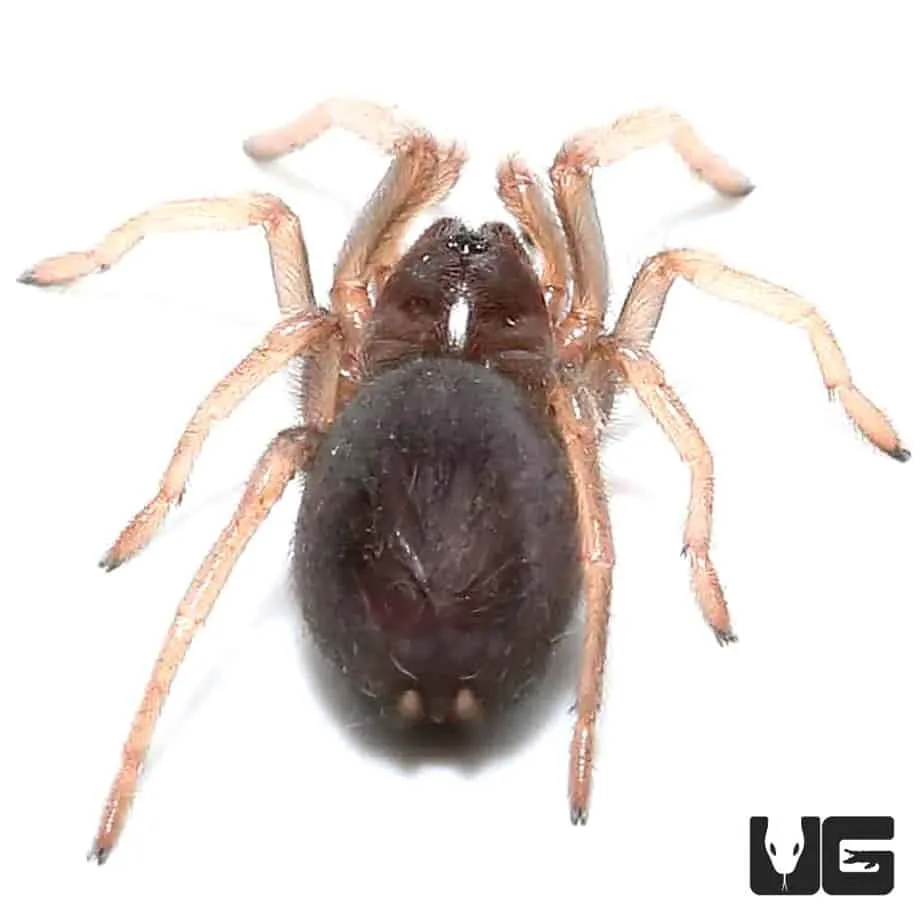 16169 mexican blood leg tarantula habitat