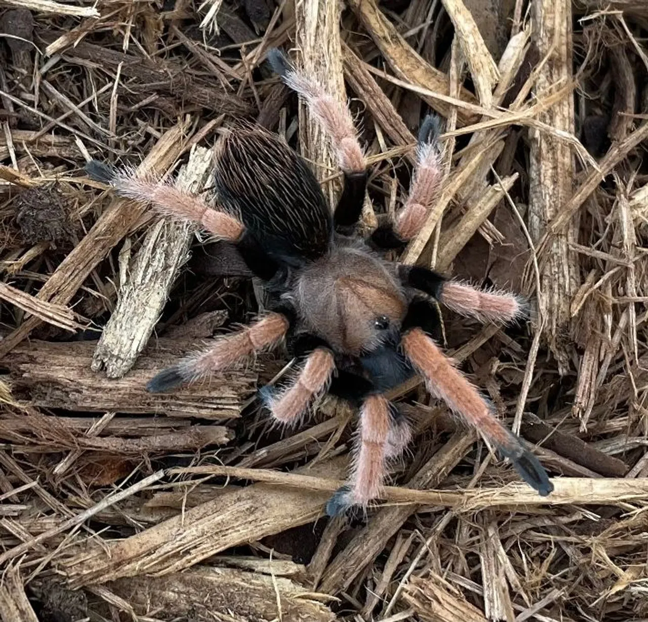 16169 mexican blood leg tarantula handling