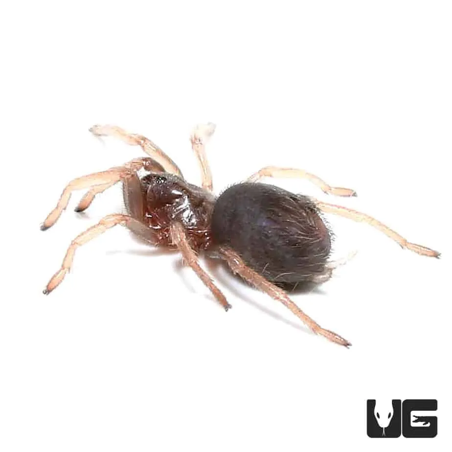 16169 mexican blood leg tarantula overview