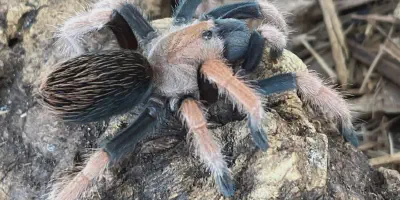 /img/16169-mexican-blood-leg-tarantula-shedding.webp