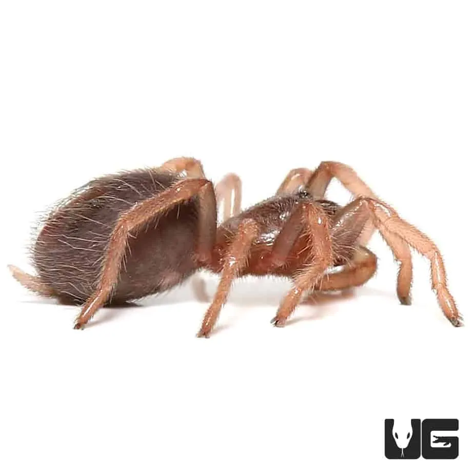 16169 mexican blood leg tarantula size