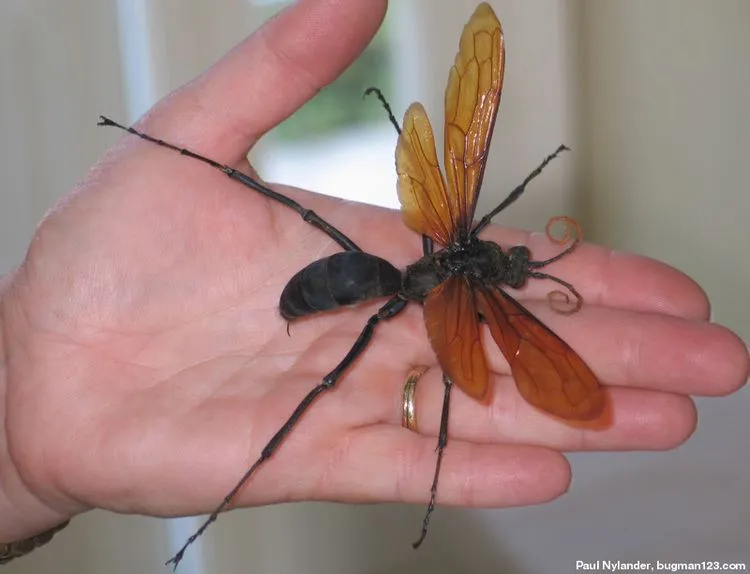 16170 tarantula hawk female