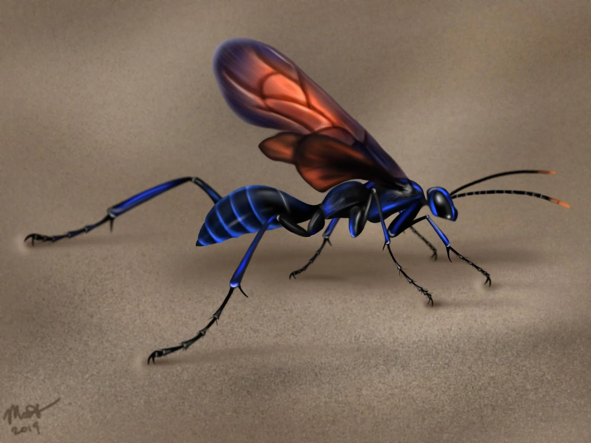 16170 tarantula hawk in flight