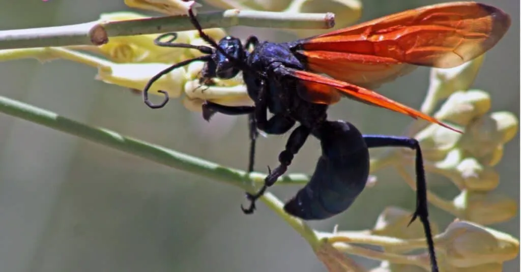 16170 tarantula hawk lifecycle