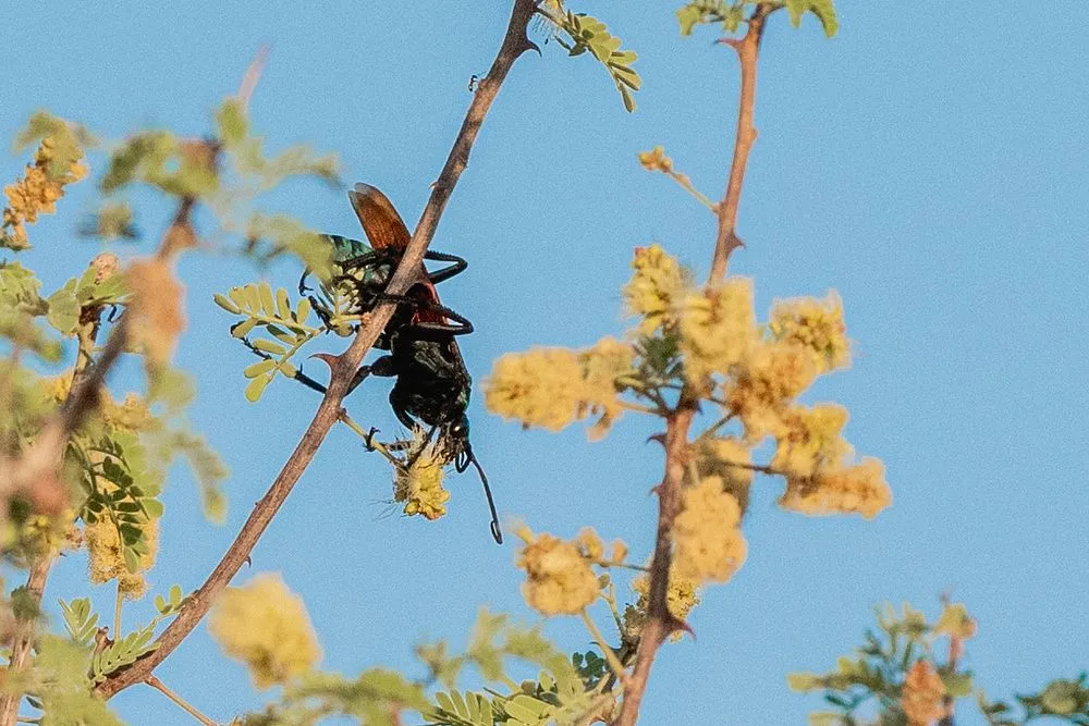 16170 tarantula hawk sting