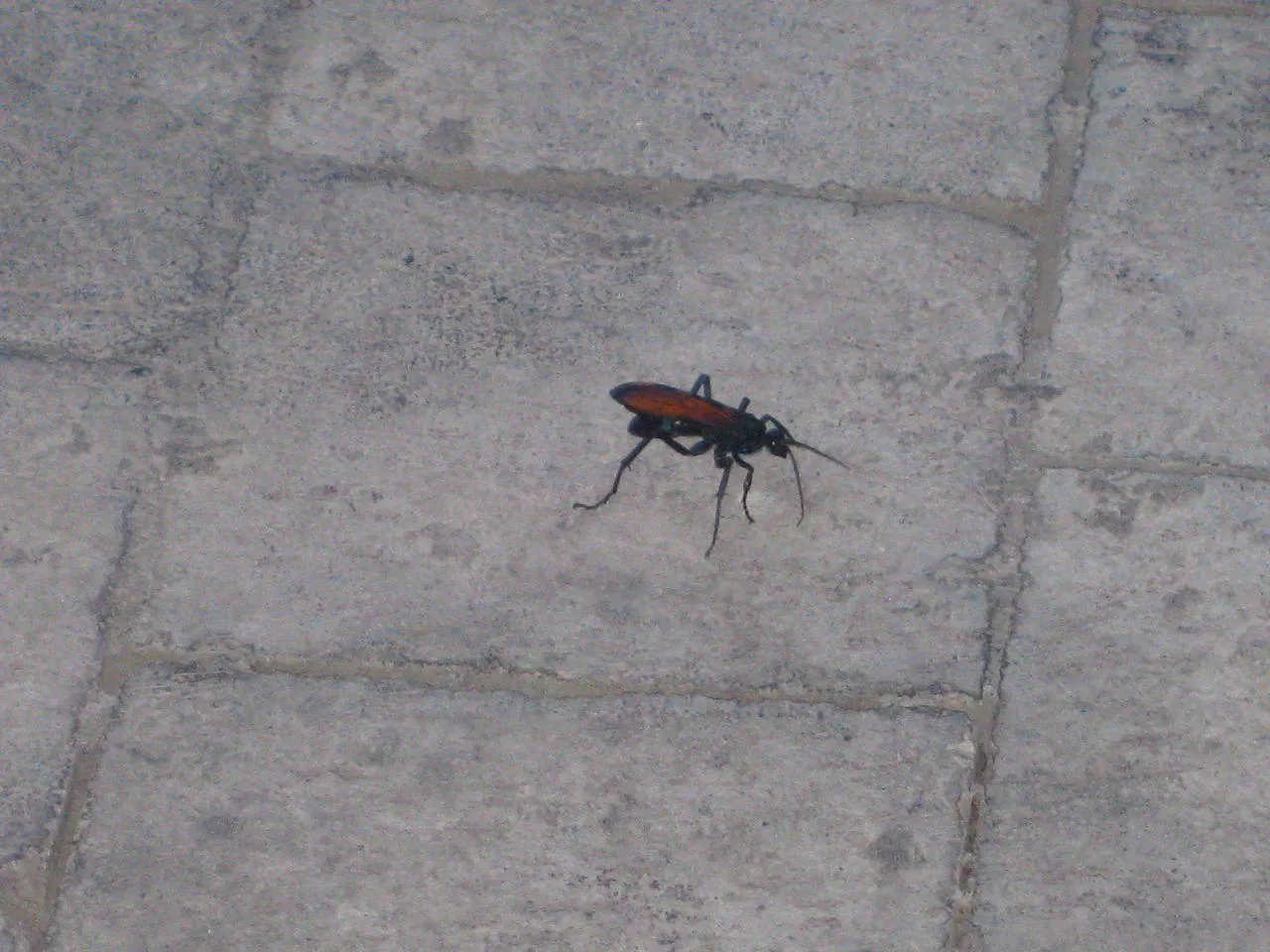 /img/16170-tarantula-hawk-tarantula-prey.webp