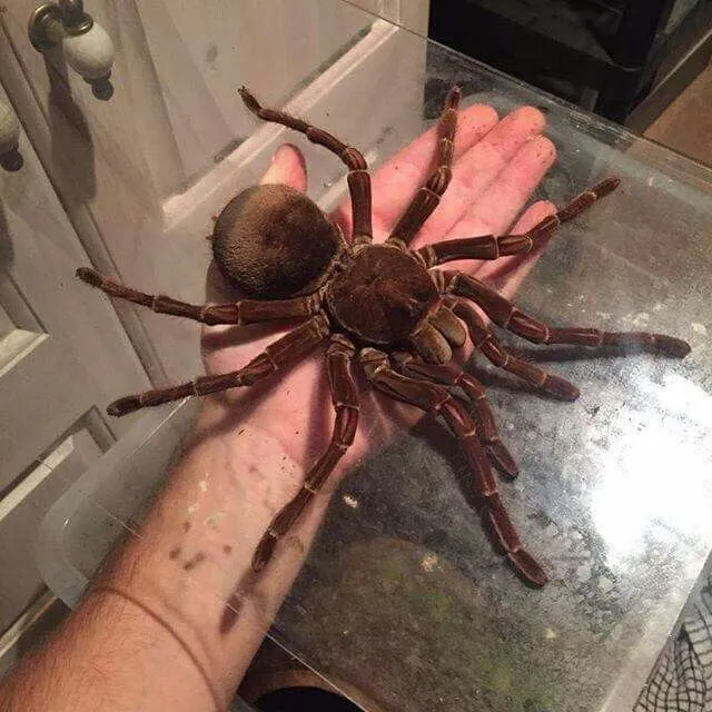 16175 spider jumping comparison