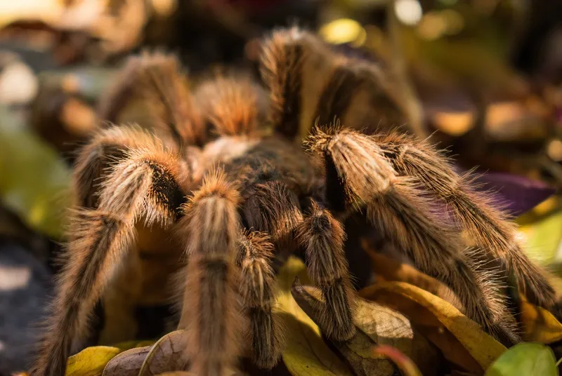 /img/16175-tarantula-closeup.webp
