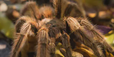 /img/16175-tarantula-closeup.webp