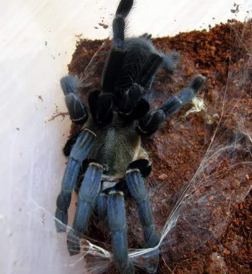 16179 singapore tarantula enclosure