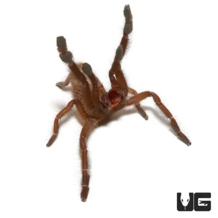 16179 singapore tarantula shop 2