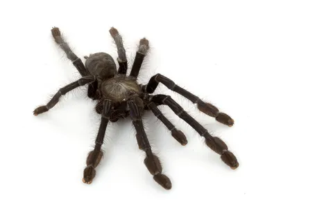 /img/16179-singapore-tarantula-shop-3.webp