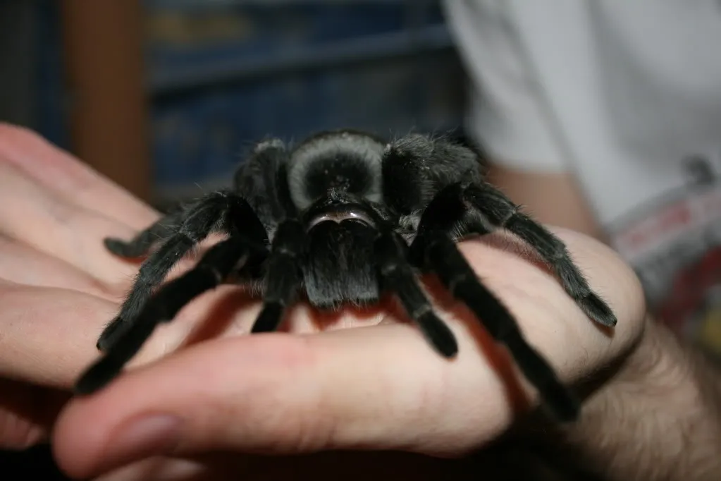 16181 african tarantula size