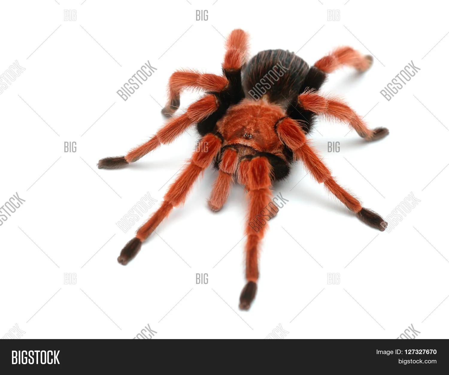 16182 temporary tarantula housing