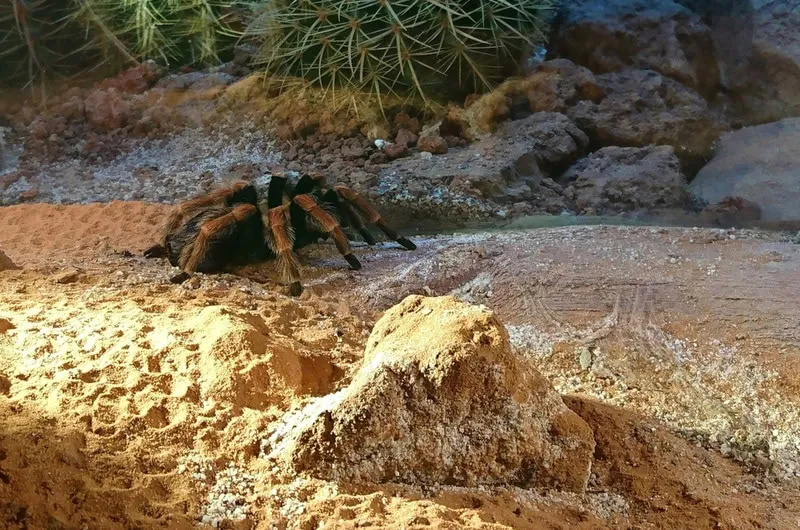 16184 redleg tarantula comparison