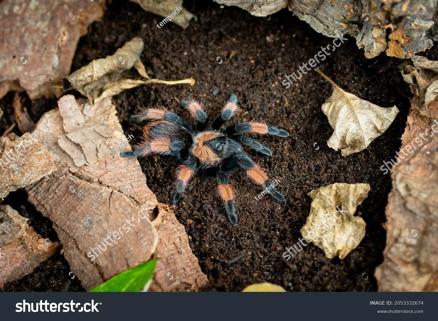 16184 redleg tarantula feeding