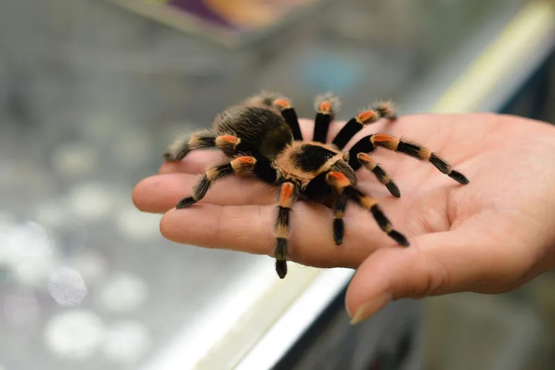 16184 redleg tarantula health