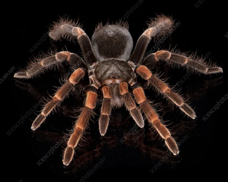 /img/16184-redleg-tarantula-myths.webp