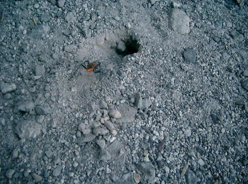 16186 tarantula hawk wasp diet