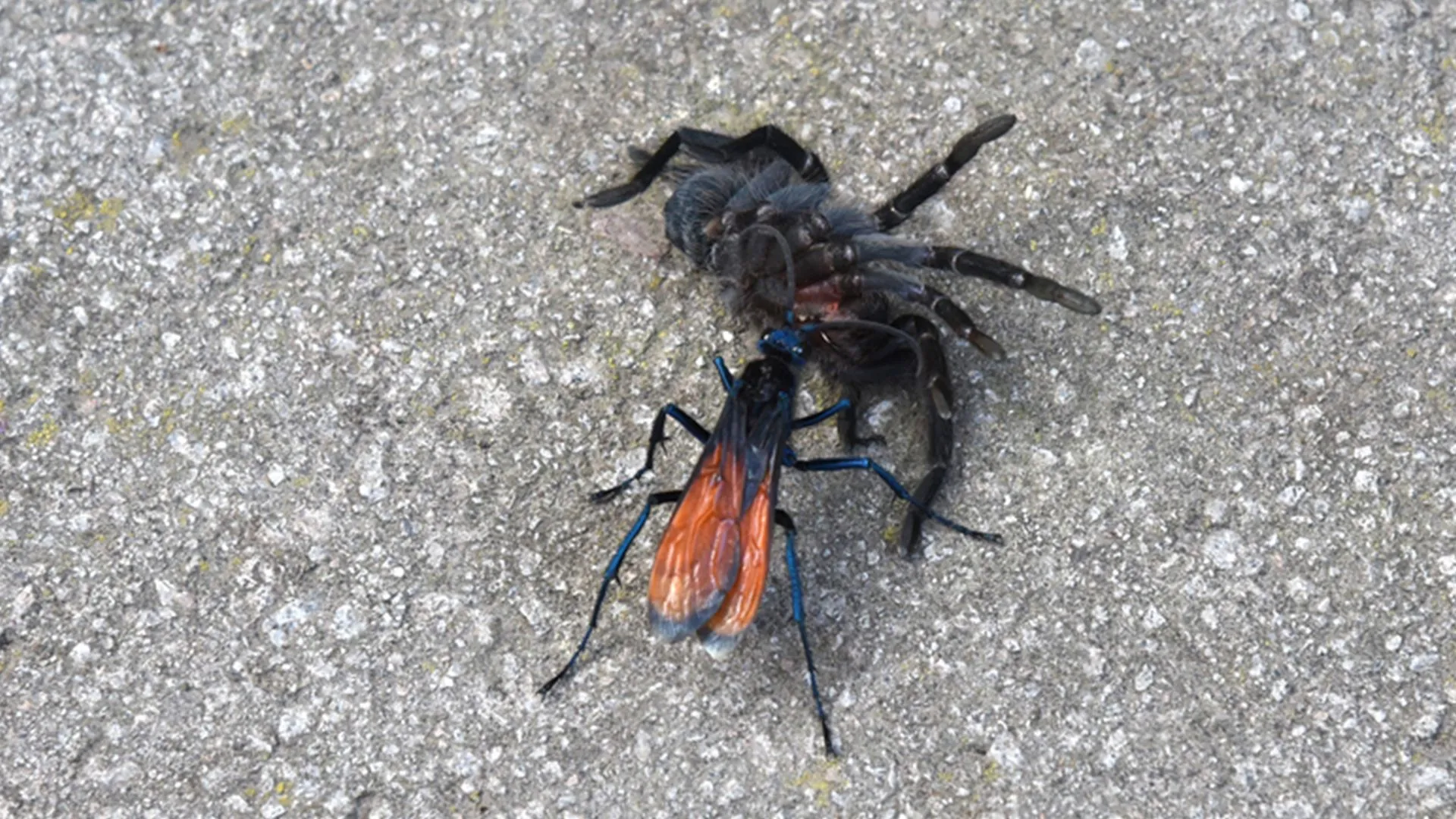 /img/16186-tarantula-hawk-wasp-facts.webp