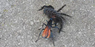 /img/16186-tarantula-hawk-wasp-facts.webp