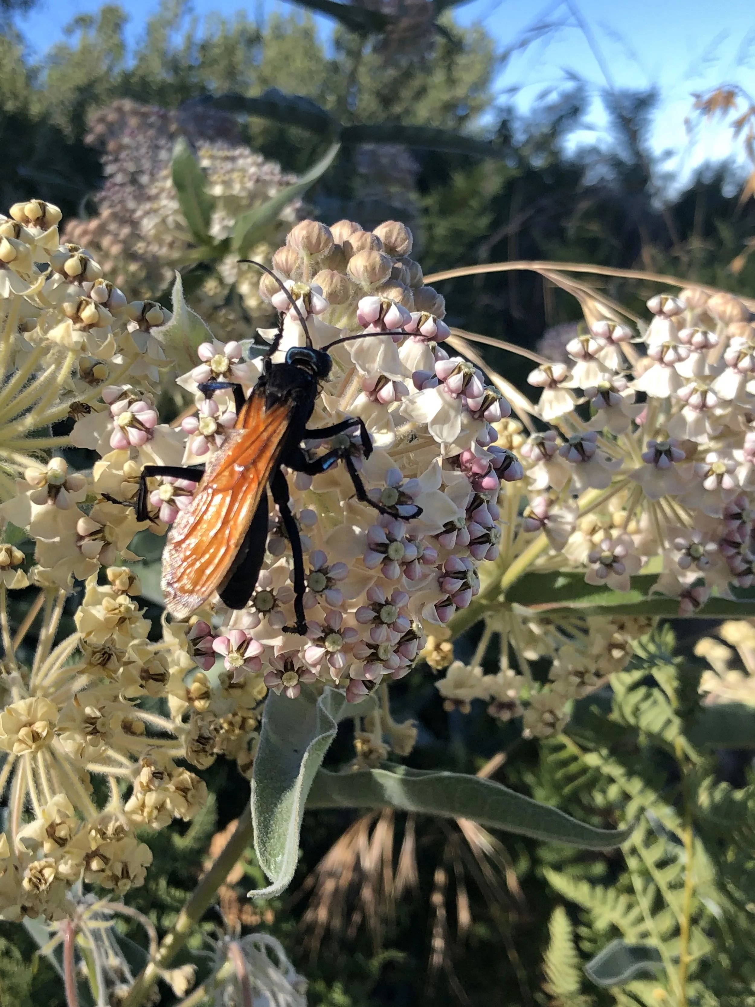 16186 tarantula hawk wasp life cycle