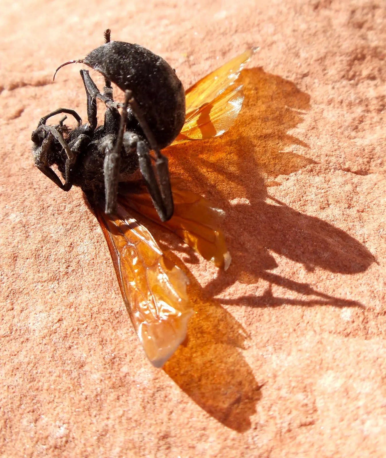 16186 tarantula hawk wasp precautions