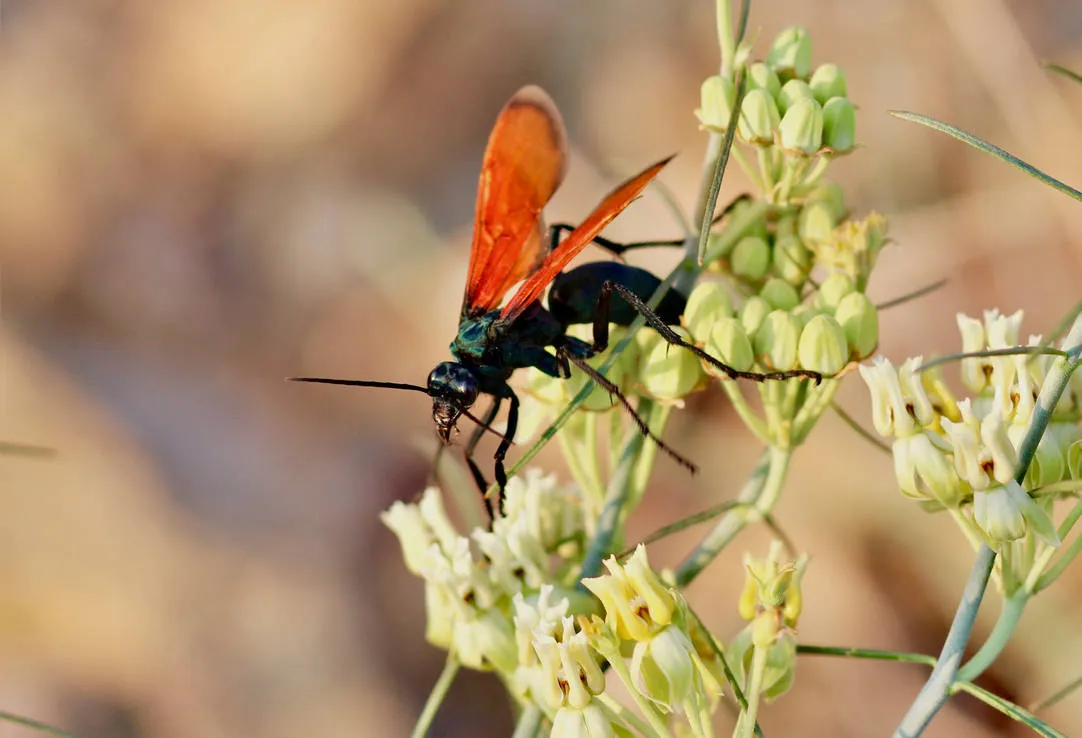 16186 tarantula hawk wasp sting