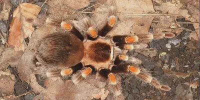 /img/16188-texas-tarantula-conservation.webp