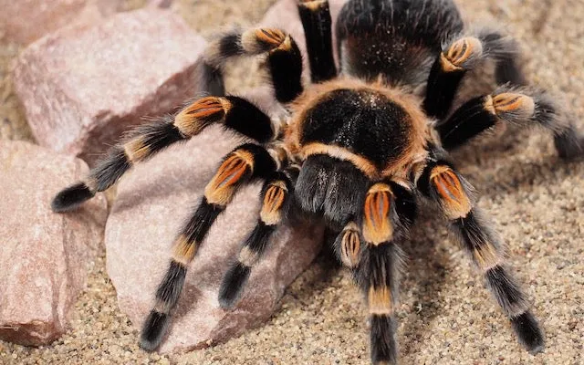 16189 female tarantula