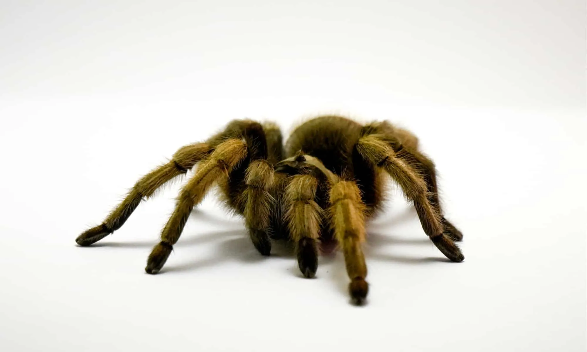 16189 tarantula health