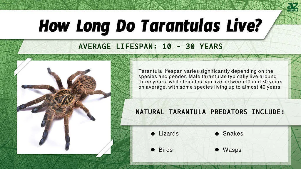 /img/16189-tarantula-pet.webp